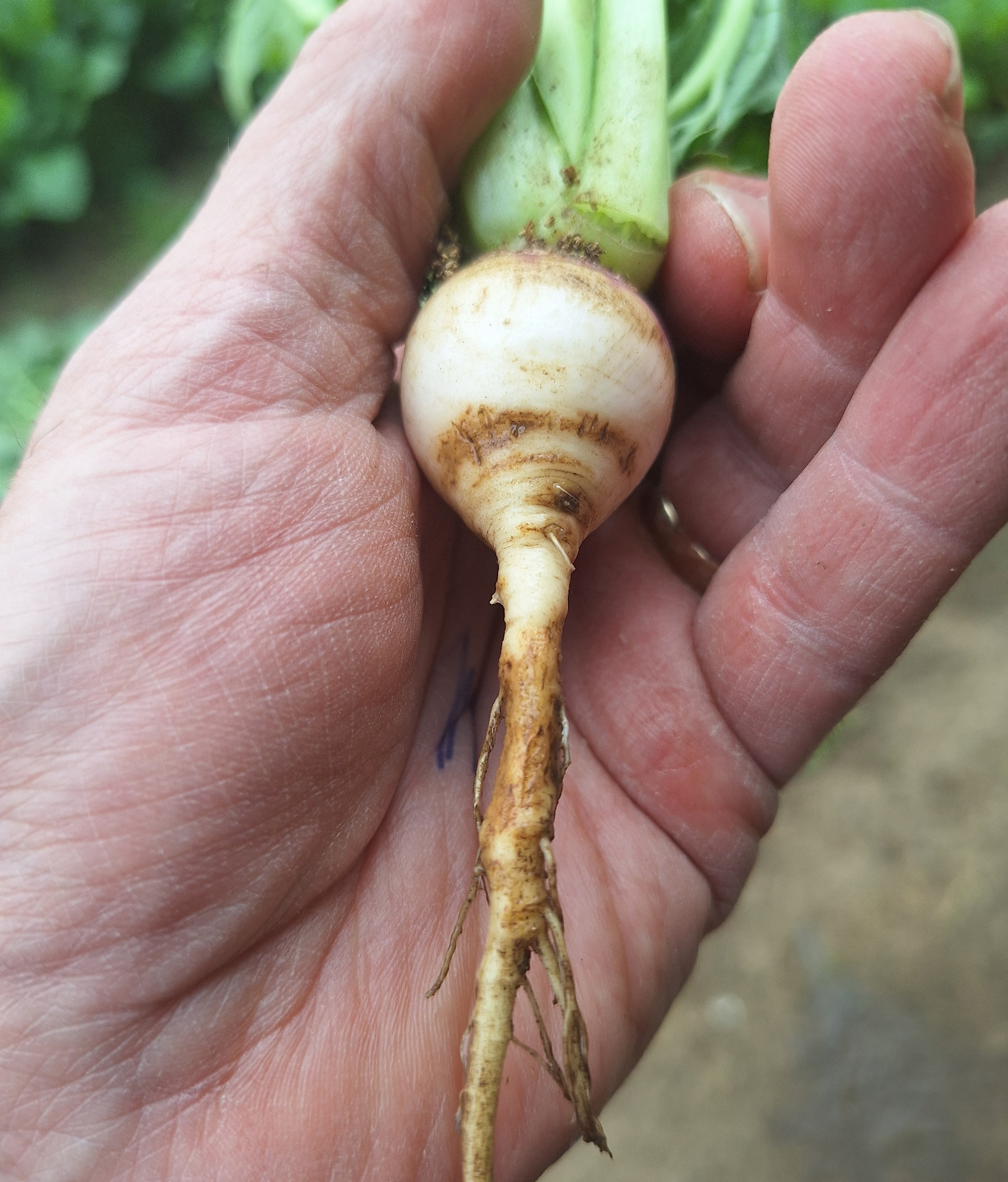 Scab symptoms on turnip plant.